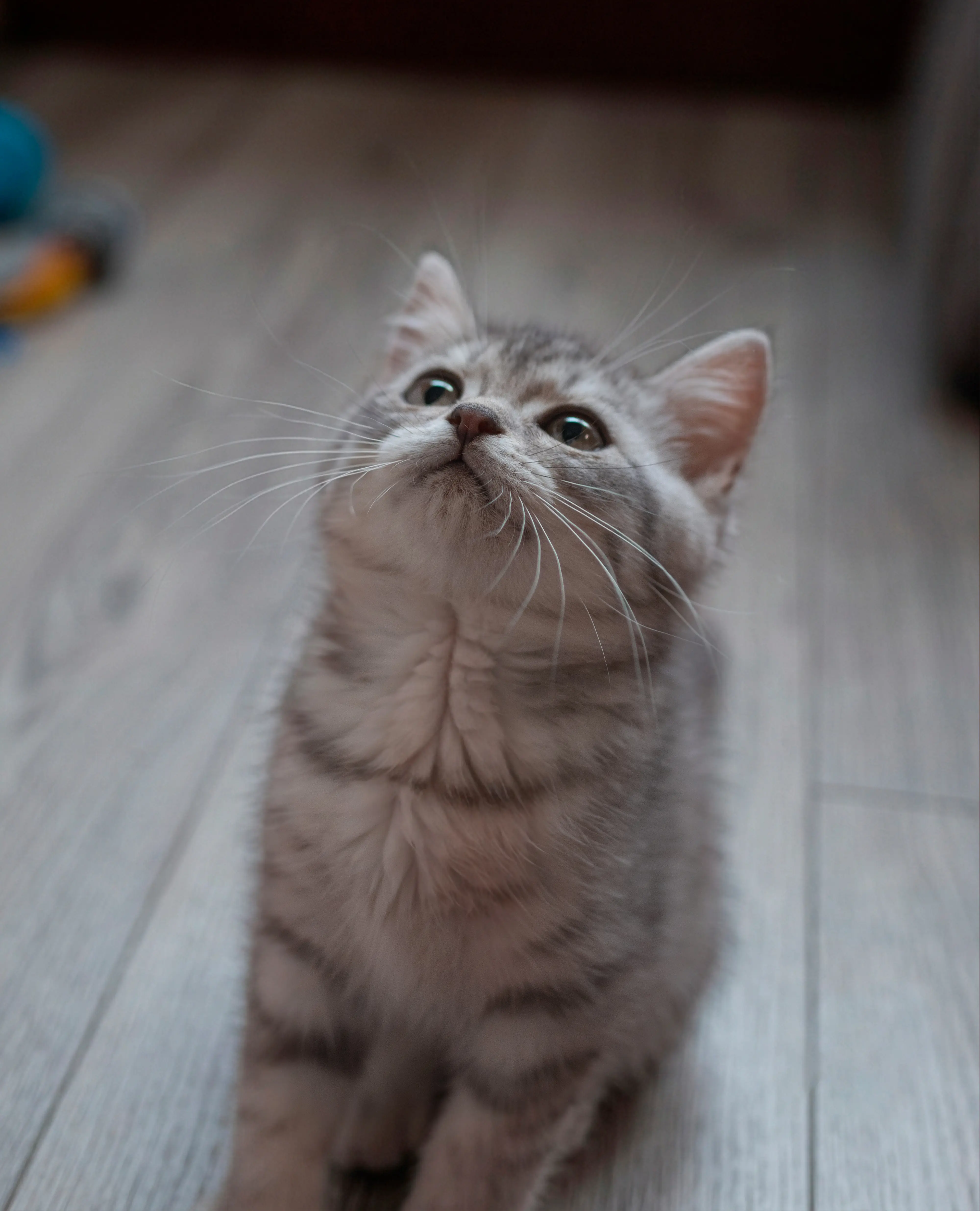 Romeo, British Shorthair silver tabby