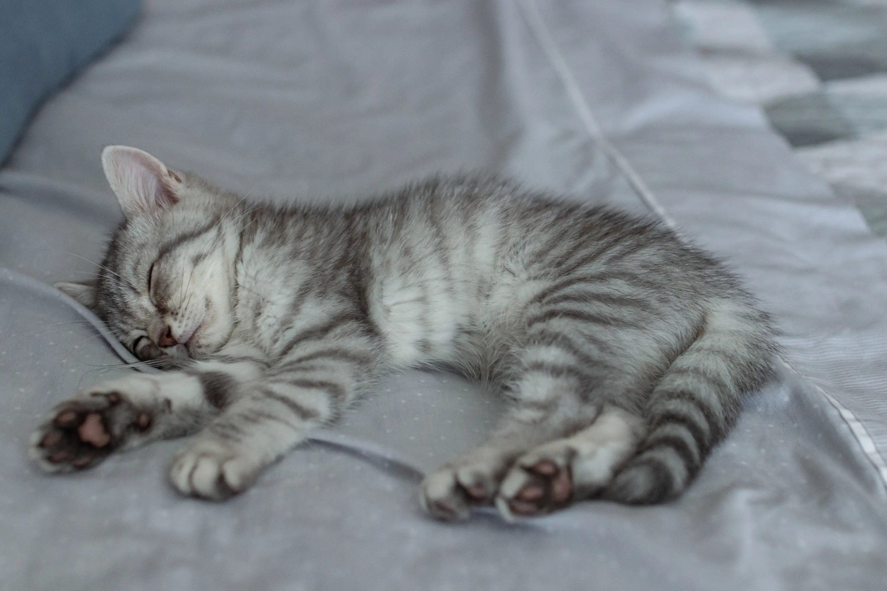 Romeo #2