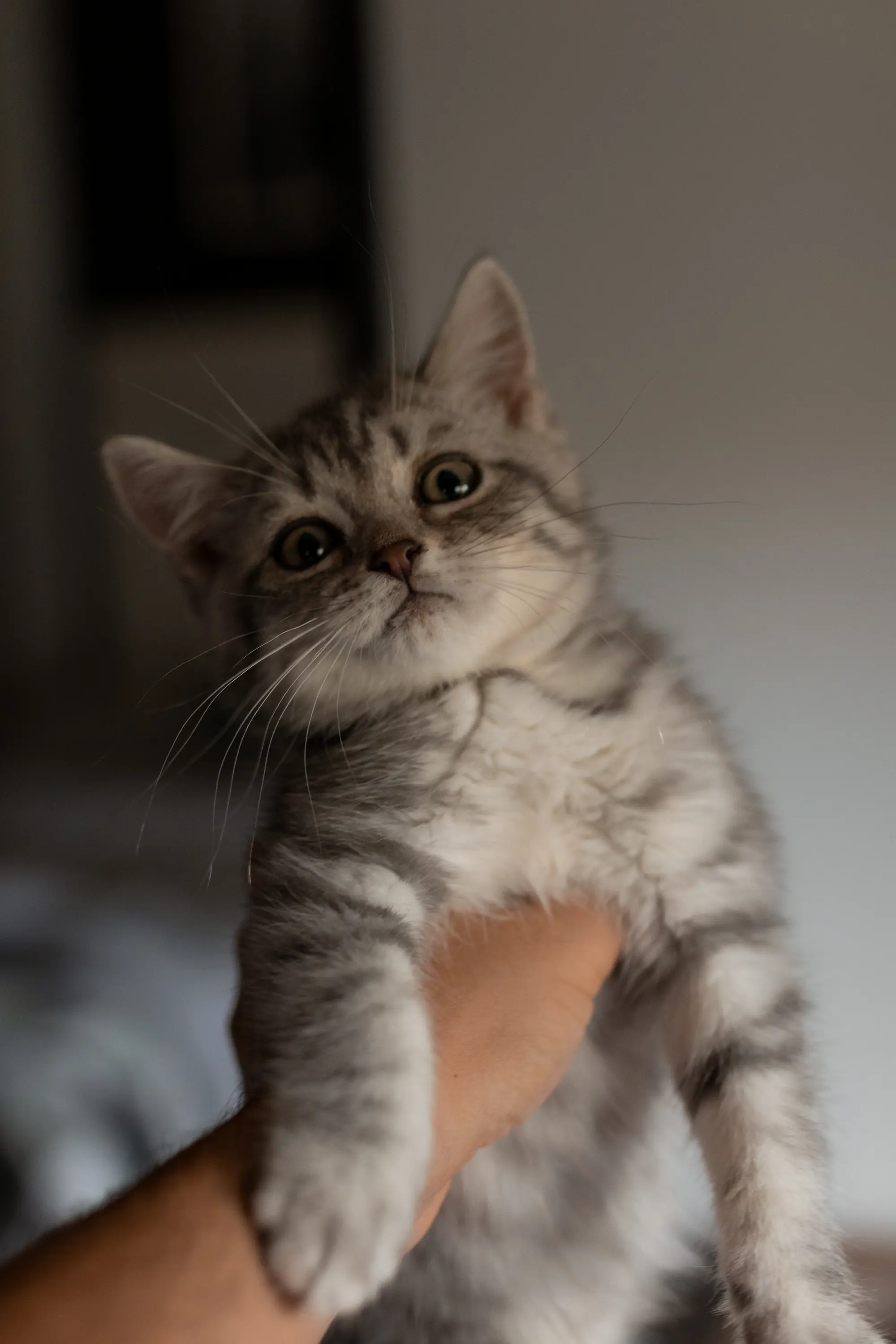 Romeo #4
