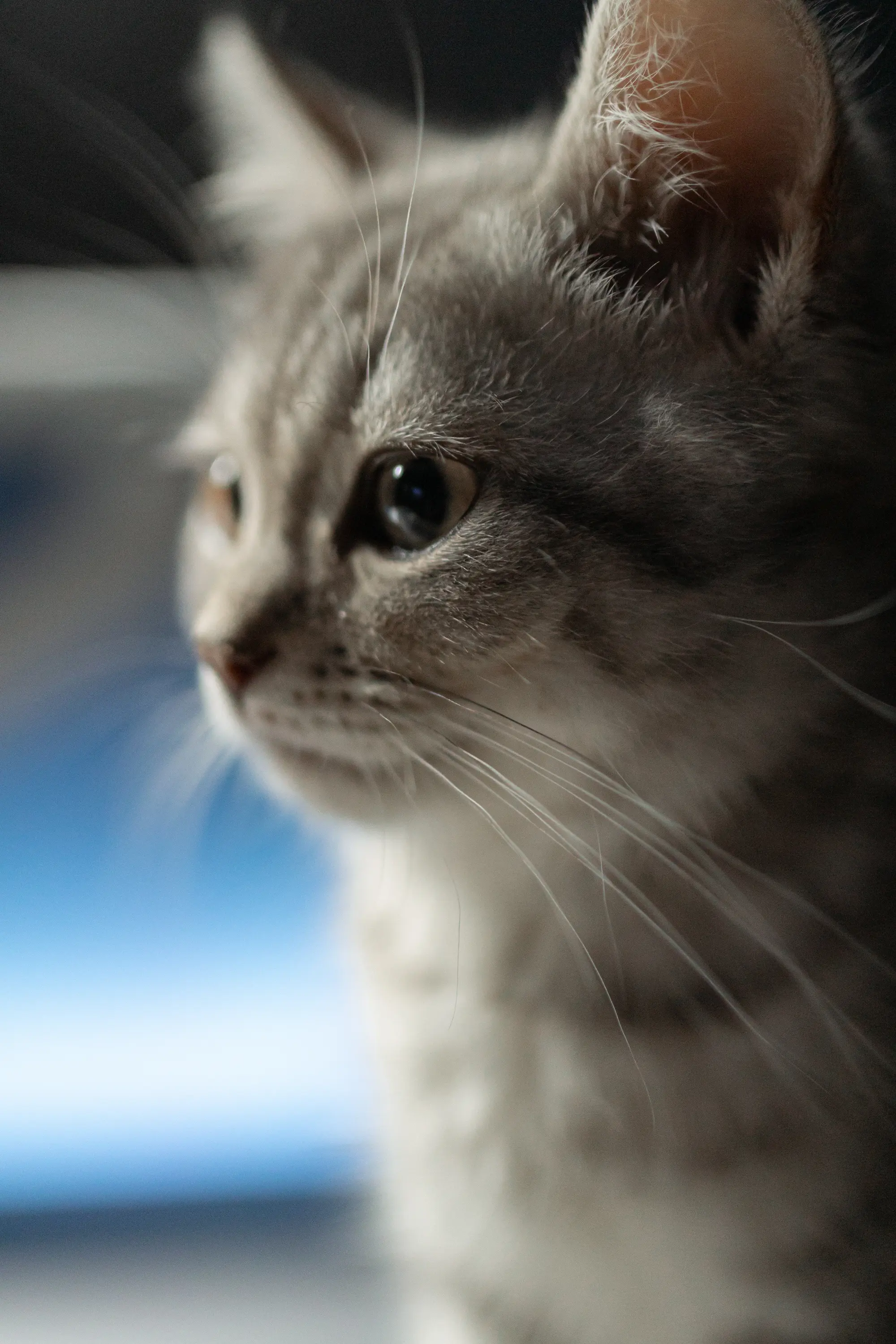 Romeo, gato British Shorthair silver tabby