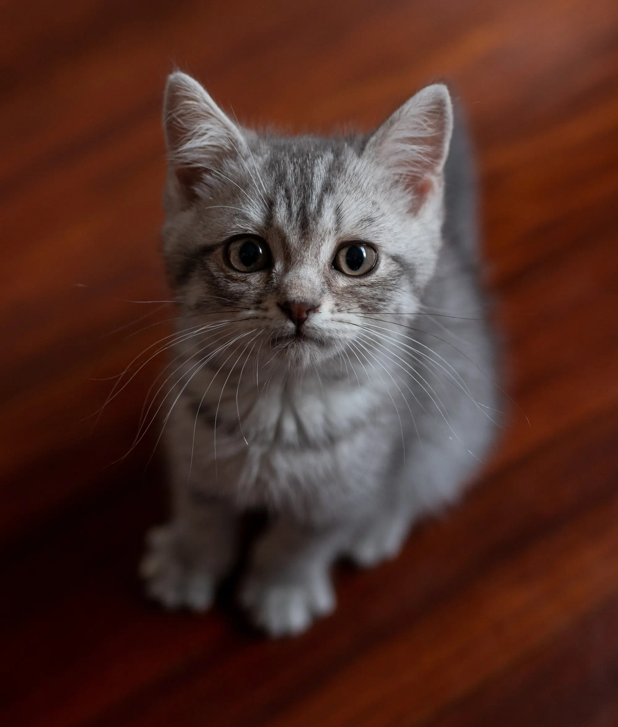 Romeo #1